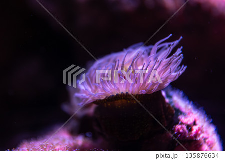 Sea anemone in neon. Purple macro. 135876634