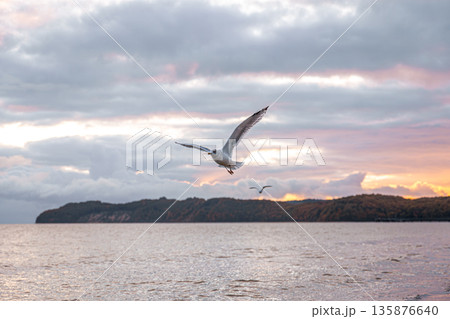 Seagull in flight over sea at colorful sunset. Evening sky. Seagull in flight over sea at colorful sunset. Evening sky. 135876640