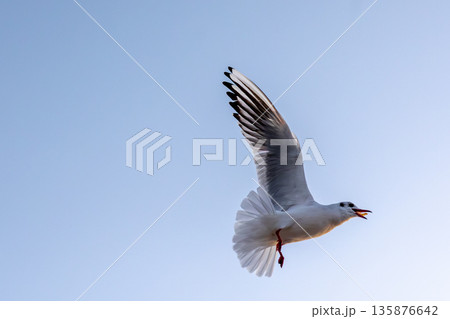 Seagull flying in clear sky. Power and grace. Seagull flying in clear sky. Power and grace. 135876642