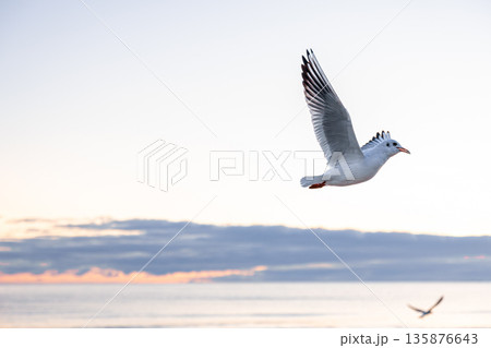 Seagull flying freely above the sea at sunrise. Calm and space. Seagull flying freely above the sea at sunrise. Calm and space. 135876643