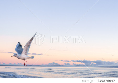 Seagull flying over sea in pink sunrise light. Peaceful morning. 135876647