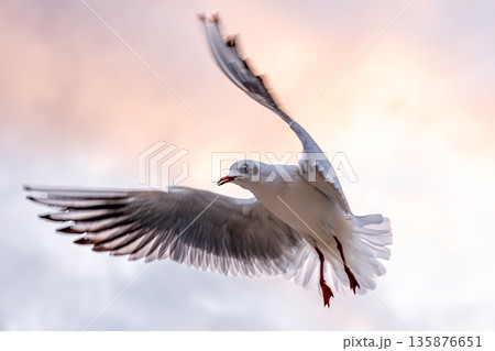 Seagull flying through pink sky. Moment of motion. 135876651