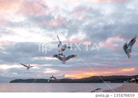 Seagulls above coastline at golden sunset. Coastal harmony. Seagulls above coastline at golden sunset. Coastal harmony. 135876659
