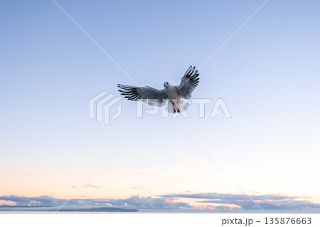 Seagull soaring in sky above the sea. Silent flight. 135876663
