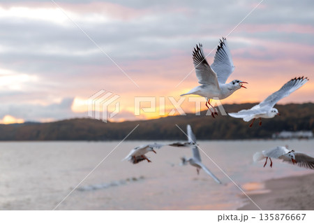 Seagulls over the sea at sunset. Motion and freedom. Seagulls over the sea at sunset. Motion and freedom. 135876667