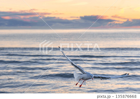 Seagull over waves at sunrise. Morning freedom. Seagull over waves at sunrise. Morning freedom. 135876668