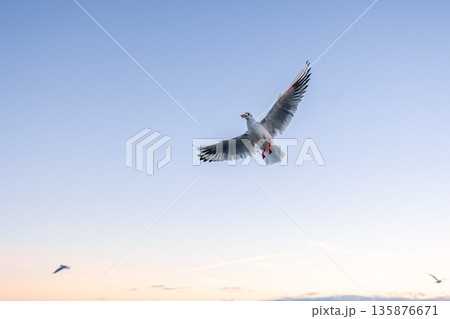 Seagull with open wings in dawn sky. Moment of freedom. Seagull with open wings in dawn sky. Moment of freedom. 135876671