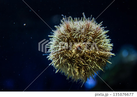Sea urchin in ocean depth. Underwater symmetry. Sea urchin in ocean depth. Underwater symmetry. 135876677