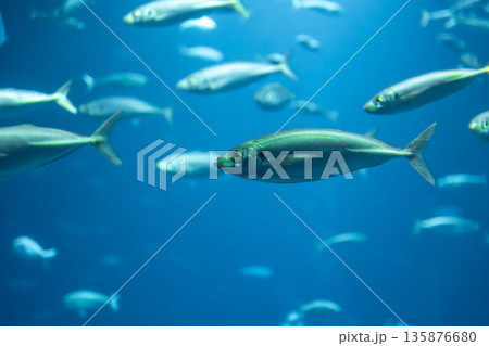 Silver fish in blue depth. Underwater motion. 135876680