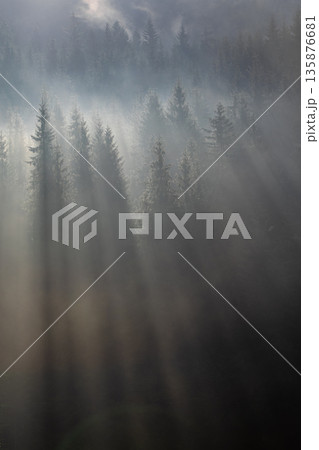 Slow morning in a misty forest. Quiet sunbeams. Slow morning in a misty forest. Quiet sunbeams. 135876681