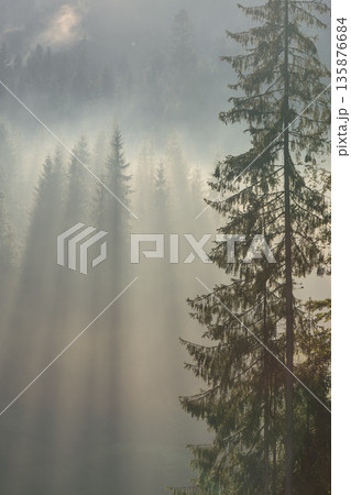 Solo spruce in morning haze. Rays and calm. Solo spruce in morning haze. Rays and calm. 135876684