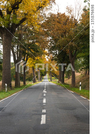 Straight road through autumn forest. Alley with perspective. 135876698
