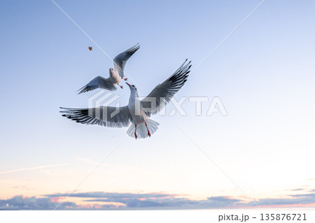 Two seagulls catching food in dawn sky. Aerial action. 135876721