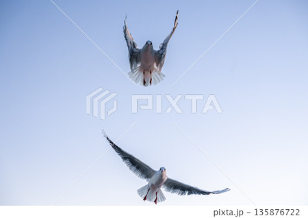 Two seagulls flying in clear sky. Air dance. Two seagulls flying in clear sky. Air dance. 135876722