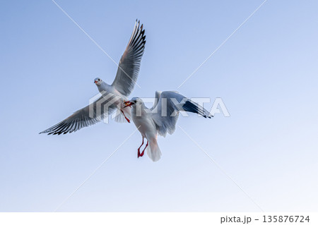 Two seagulls flying in dawn sky. Moment of interaction. Two seagulls flying in dawn sky. Moment of interaction. 135876724