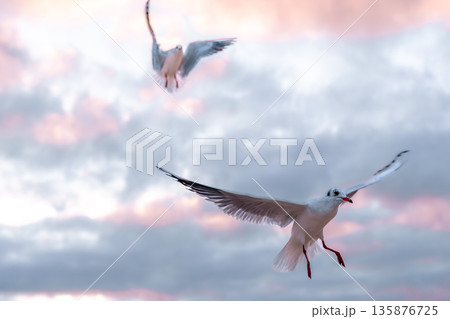 Two seagulls flying in sunrise sky. Dance in the air. 135876725
