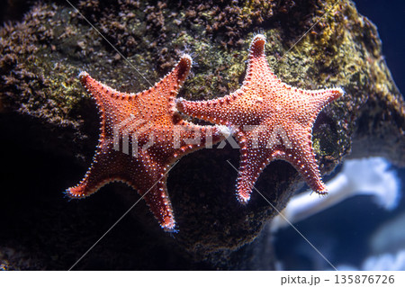 Two sea stars on reef. Textured macro. 135876726