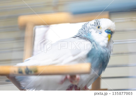 Blue and white budgerigar. Pets concept and domestic birds. 135877003
