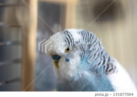 Blue and white budgerigar. Pets concept and domestic birds. 135877004