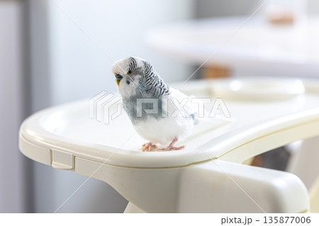 Blue and white budgerigar. Pets concept and domestic birds. 135877006