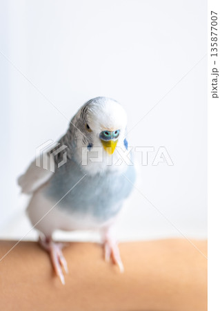 Blue and white budgerigar. Pets concept and domestic birds. 135877007