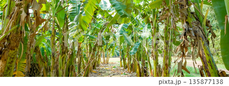 A real organic banana farm, a lot of Banana trees which have been arranged in a row under the afternoon sunshine. 135877138