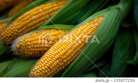 corn sweat. Fresh yellow corn on the cob, surrounded by green husks, showcasing vibrant kernels and natural textures, perfect for culinary and agricultural themes 135877259