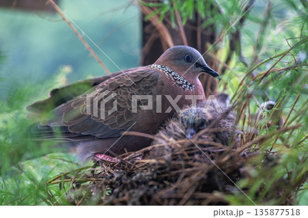 Spotted dove with its chick in a nest in New Taipei City Taiwan Spotted dove with its chick in a nest in New Taipei City Taiwan 135877518