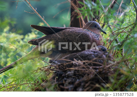 Spotted dove with its chick in a nest in New Taipei City Taiwan 135877528