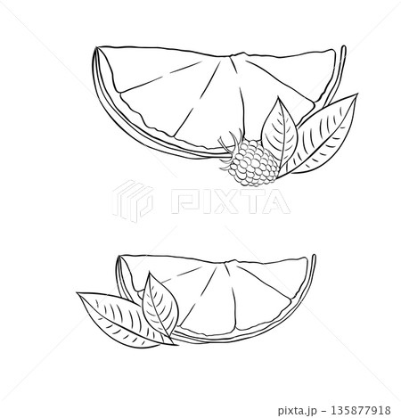 Fresh golden raspberry with green leaves and orange slice Vector Illustration silhouette icon on white background composition hand drawn illustration. Vector graphic line ink Black and white art. 135877918