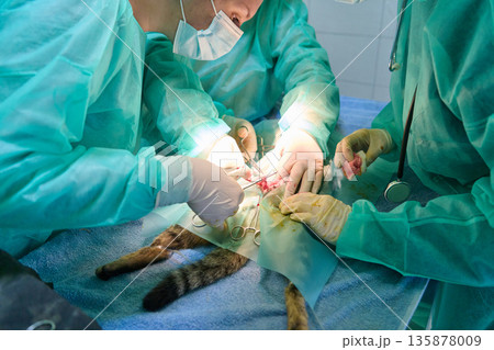 Veterinary Surgical Team Performs Emergency Operation on Cat During Anesthesia in Operating Room Veterinary Surgical Team Performs Emergency Operation on Cat During Anesthesia in Operating Room 135878009