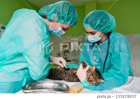 Veterinary Team Performs Cat Examination in Clean Clinic Setting With Green Walls During Surgical Procedure Veterinary Team Performs Cat Examination in Clean Clinic Setting With Green Walls During Surgical Procedure 135878037