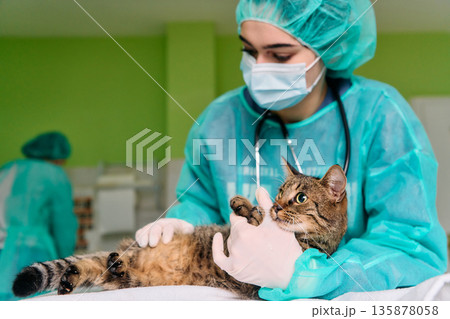 Vet Team Examines Cat In Clean Clinic Wearing Protective Gear With Stethoscope During Medical Checkup Vet Team Examines Cat In Clean Clinic Wearing Protective Gear With Stethoscope During Medical Checkup 135878058