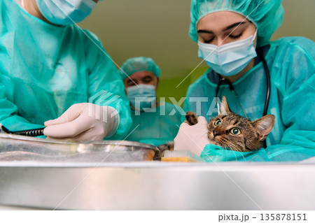 Veterinary Team Performs Cat Surgery in Operating Room with Caring Vets and Anxious Cat Patient 135878151