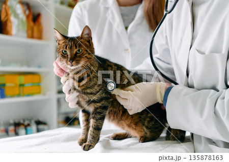 Gentle Veterinarian Examines Cat With Stethoscope In Clinic To Ensure Health, Comfort, And Care Gentle Veterinarian Examines Cat With Stethoscope In Clinic To Ensure Health, Comfort, And Care 135878163