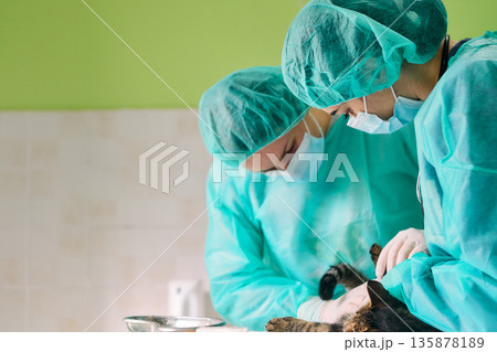 Veterinary Team Performs Surgery On Small Dog In Sterile Operating Room Setting 135878189