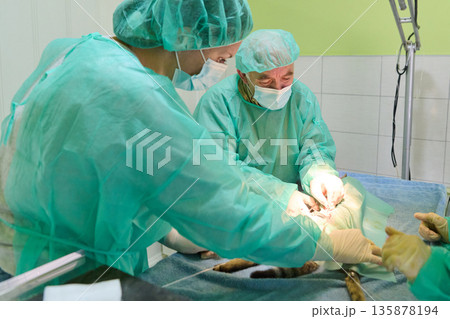 Surgeons in Green Gowns Perform Delicate Operation in Hospital Operating Room During Medical Procedure 135878194