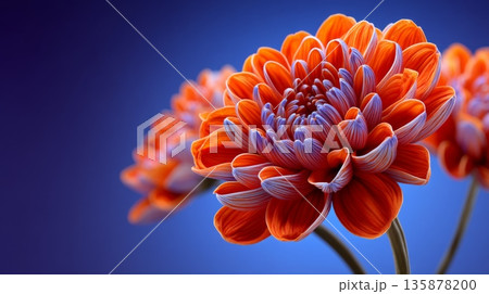 Close-up of vibrant orange and purple chrysanthemum flowers against a dark background Close-up of vibrant orange and purple chrysanthemum flowers against a dark background 135878200