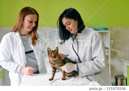 Two Veterinarians Examine Cat At Clinic While One Checks Heartbeat With Stethoscope Two Veterinarians Examine Cat At Clinic While One Checks Heartbeat With Stethoscope 135878206