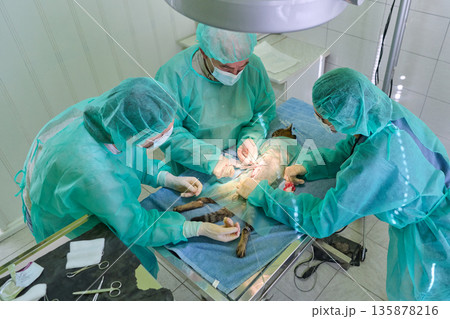 Veterinary Team Performs Emergency Surgery On Small Animal In Sterile Operating Room Under Anesthesia 135878216