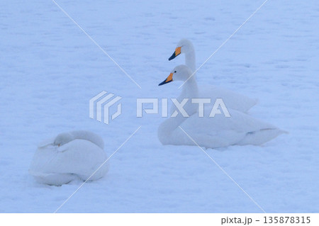 吹雪の中、家族でお休みなさい 吹雪の中、家族でお休みなさい 135878315