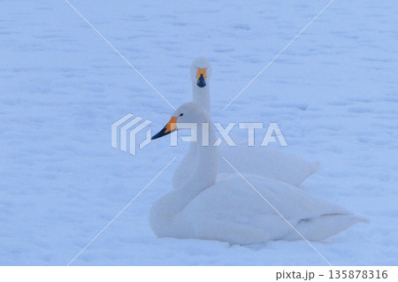 吹雪の中、家族でお休みなさい 吹雪の中、家族でお休みなさい 135878316