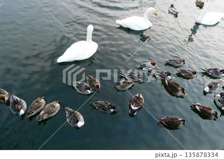 岩手県盛岡市高松池の餌を食べる白鳥屋水鳥達 135878334