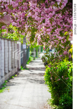 pink cherry blossom on uzhhorod street in spring. beautiful sakura trees along city alley in april. narrow path through residental urban scenery 135878349