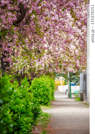 pink cherry blossom on uzhhorod street in spring. beautiful sakura trees along city alley in april. narrow path through residental urban scenery pink cherry blossom on uzhhorod street in spring. beautiful sakura trees along city alley in april. narrow path through residental urban scenery 135878351