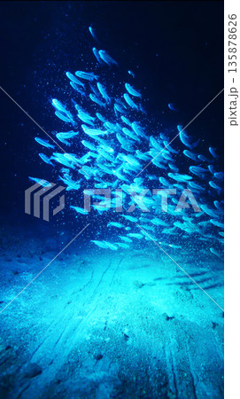Fish of rare species scatter in response to a mining ROV disturbing the seabed, causing chaos among glowing life forms in the dark ocean depths 135878626