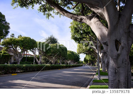 Empty residential street with tall trees in Beverly Hills Empty residential street with tall trees in Beverly Hills 135879178
