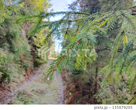 Macro shot of a spruce branch with transparent dew drops gently sparkling on green needles. Freshness of the morning, purity of nature and peaceful atmosphere of the forest, natural light 135879205