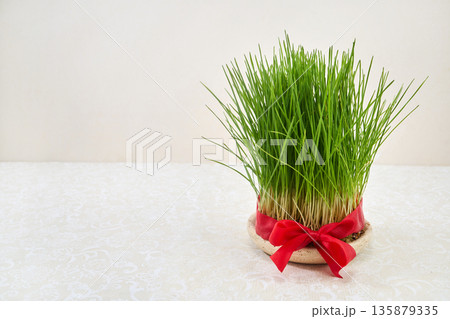 Sabzeh wheatgrass celebrating nowruz persian new year holiday 135879335