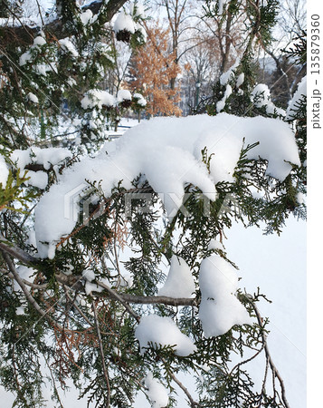 Winter landscape with snow-covered fir trees in a city park on a sunny frosty day. Coniferous trees covered in snow contrast with the clear blue sky, creating an atmosphere of peace, quiet, freshness 135879360